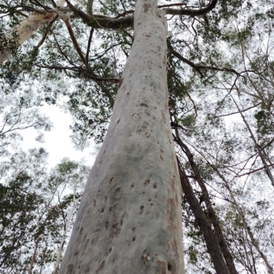 Corymbia maculata (Spotted Gum) at Bodalla State Forest - 4 Nov 2023 by Steve818