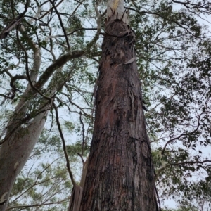 Eucalyptus pilularis at Kianga, NSW - 4 Nov 2023