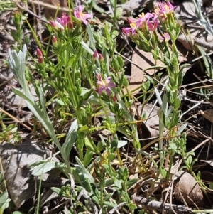 Centaurium erythraea at Belconnen, ACT - 22 Oct 2023 11:10 AM