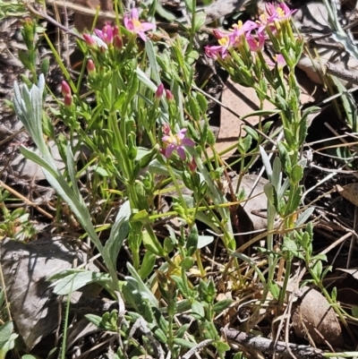 Centaurium erythraea (Common Centaury) at Belconnen, ACT - 22 Oct 2023 by sangio7