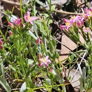 Centaurium erythraea at Belconnen, ACT - 22 Oct 2023