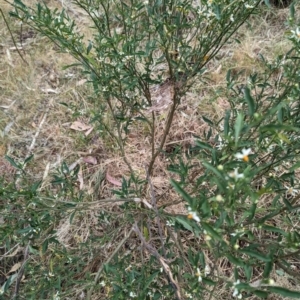 Solanum pseudocapsicum at Ainslie, ACT - 4 Nov 2023 11:51 AM