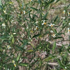 Solanum pseudocapsicum at Ainslie, ACT - 4 Nov 2023