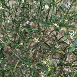 Solanum pseudocapsicum at Ainslie, ACT - 4 Nov 2023