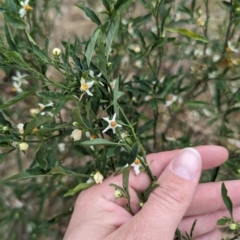 Solanum pseudocapsicum at Ainslie, ACT - 4 Nov 2023 11:51 AM