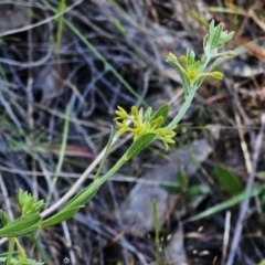 Pimelea curviflora var. sericea (Curved Riceflower) at The Pinnacle - 22 Oct 2023 by sangio7