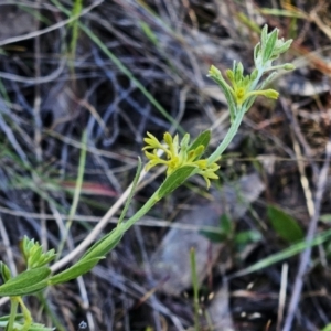 Pimelea curviflora var. sericea at Belconnen, ACT - 22 Oct 2023