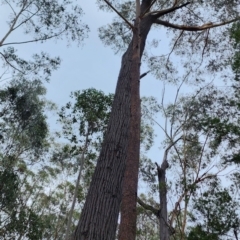 Eucalyptus sieberi (Silvertop Ash) at Bodalla State Forest - 4 Nov 2023 by Steve818