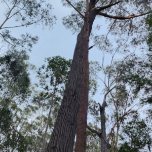 Eucalyptus sieberi at Kianga, NSW - 4 Nov 2023