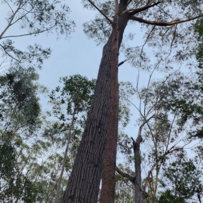 Eucalyptus sieberi (Silvertop Ash) at Bodalla State Forest - 4 Nov 2023 by Steve818