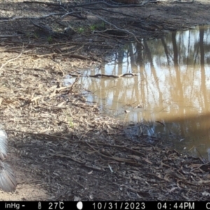 Corcorax melanorhamphos at Fentons Creek, VIC - suppressed