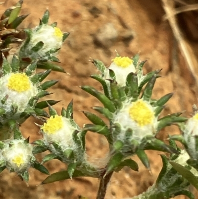 Siloxerus multiflorus (Small Wrinklewort) at Fentons Creek, VIC - 2 Nov 2023 by KL