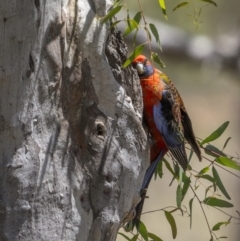 Platycercus elegans (Crimson Rosella) at GG222 - 3 Nov 2023 by trevsci