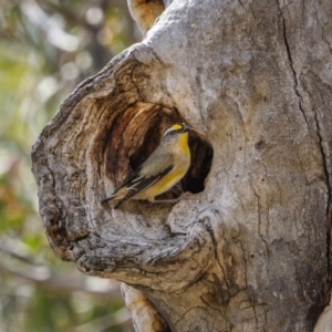 Pardalotus striatus at Majura, ACT - 3 Nov 2023