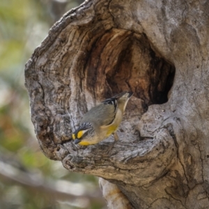 Pardalotus striatus at Majura, ACT - 3 Nov 2023