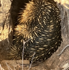 Tachyglossus aculeatus (Short-beaked Echidna) at Fentons Creek, VIC - 1 Nov 2023 by KL