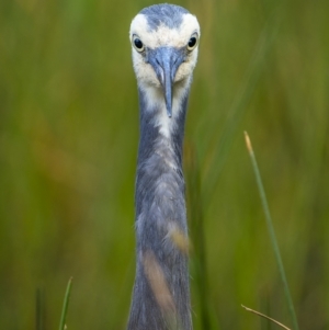 Egretta novaehollandiae at Majura, ACT - 3 Nov 2023 04:04 PM