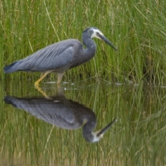 Egretta novaehollandiae at Majura, ACT - 3 Nov 2023 04:04 PM