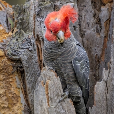 Callocephalon fimbriatum (Gang-gang Cockatoo) at Mount Majura - 3 Nov 2023 by trevsci