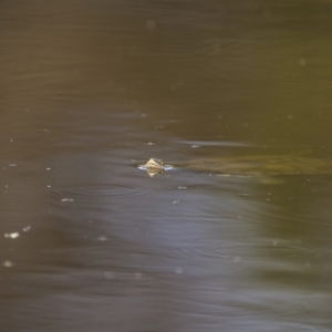 Chelodina longicollis at Majura, ACT - 3 Nov 2023