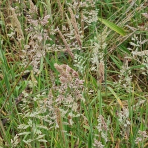 Holcus lanatus at O'Malley, ACT - 4 Nov 2023 12:35 PM