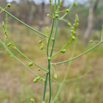 Asparagus officinalis (Asparagus) at Mount Mugga Mugga - 4 Nov 2023 by Mike