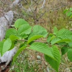 Ulmus procera (English Elm) at Mount Mugga Mugga - 4 Nov 2023 by Mike