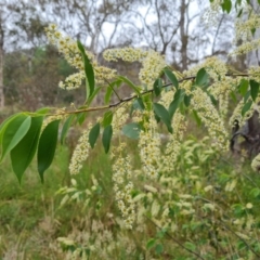 Prunus serotina (Black Cherry) at Mount Mugga Mugga - 4 Nov 2023 by Mike