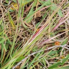 Nassella neesiana (Chilean Needlegrass) at O'Malley, ACT - 4 Nov 2023 by Mike