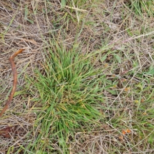 Nassella neesiana at O'Malley, ACT - 4 Nov 2023 12:10 PM