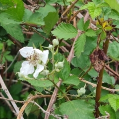Rubus anglocandicans (Blackberry) at Mount Mugga Mugga - 4 Nov 2023 by Mike