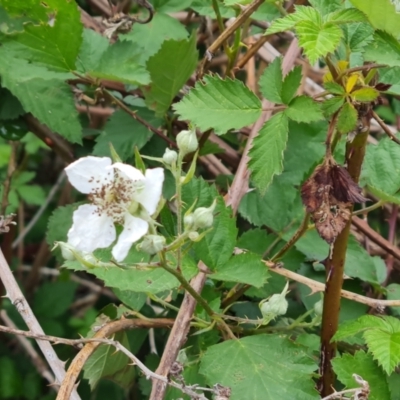 Rubus anglocandicans (Blackberry) at Mount Mugga Mugga - 4 Nov 2023 by Mike