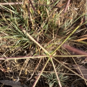 Chloris truncata at Fentons Creek, VIC - 1 Nov 2023