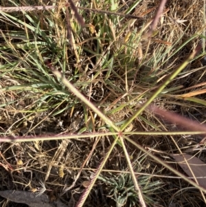 Chloris truncata (Windmill Grass) at suppressed by KL