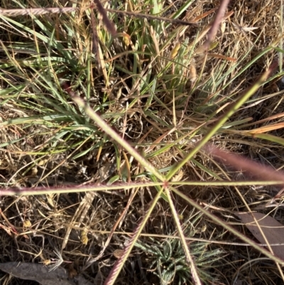 Chloris truncata (Windmill Grass) at Suttons Dam - 1 Nov 2023 by KL