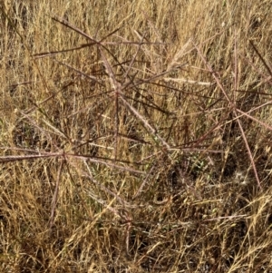 Chloris truncata at Fentons Creek, VIC - suppressed