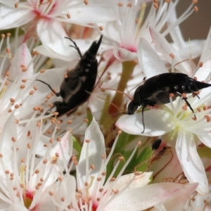 Mordellidae (family) at Beechworth, VIC - 29 Oct 2023 10:06 AM