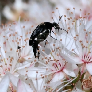 Mordellidae (family) at Beechworth, VIC - 29 Oct 2023