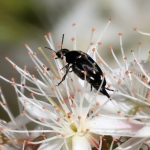 Mordellidae (family) at Beechworth, VIC - 29 Oct 2023