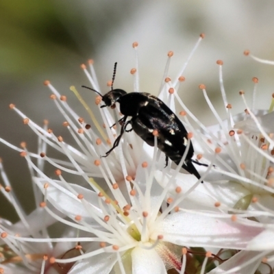 Mordellidae (family) (Unidentified pintail or tumbling flower beetle) at Beechworth, VIC - 29 Oct 2023 by KylieWaldon