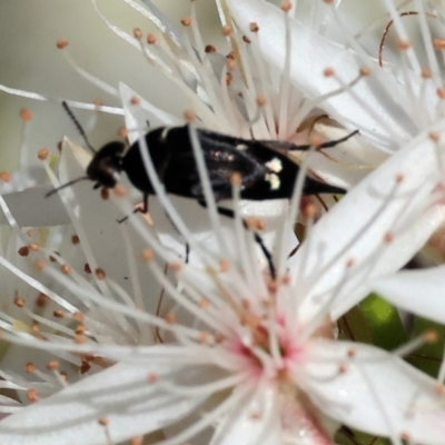 Mordellidae (family) (Unidentified pintail or tumbling flower beetle) at Beechworth, VIC - 28 Oct 2023 by KylieWaldon