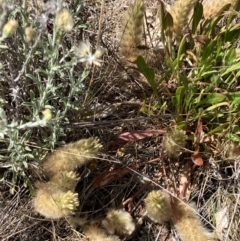 Ptilotus spathulatus (Pussytails, Cats Paws) at Fentons Creek, VIC - 2 Nov 2023 by KL