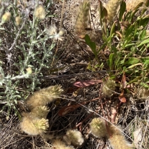 Ptilotus spathulatus at Fentons Creek, VIC - suppressed