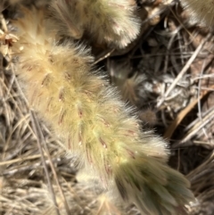 Ptilotus spathulatus at Fentons Creek, VIC - 2 Nov 2023