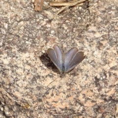 Zizina otis (Common Grass-Blue) at Rendezvous Creek, ACT - 3 Nov 2023 by GirtsO