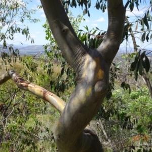 Eucalyptus stellulata at Tuggeranong, ACT - 1 Nov 2023