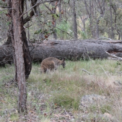 Notamacropus rufogriseus (Red-necked Wallaby) at Sutton, NSW - 4 Nov 2023 by VanceLawrence