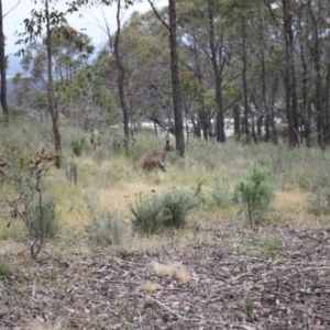 Notamacropus rufogriseus at Sutton, NSW - 4 Nov 2023