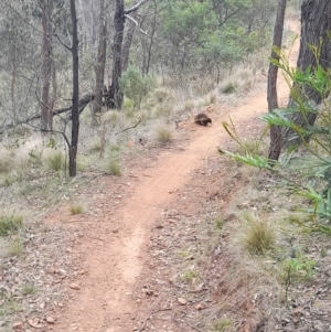 Tachyglossus aculeatus at Jacka, ACT - 4 Nov 2023