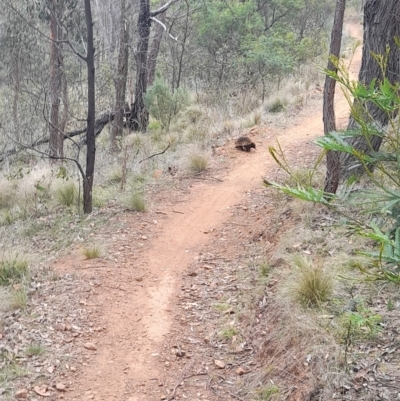 Tachyglossus aculeatus (Short-beaked Echidna) at Jacka, ACT - 4 Nov 2023 by VanceLawrence